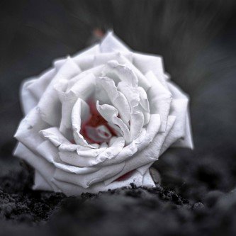 Schwarz-Weiß-Bild einer weißen Rose