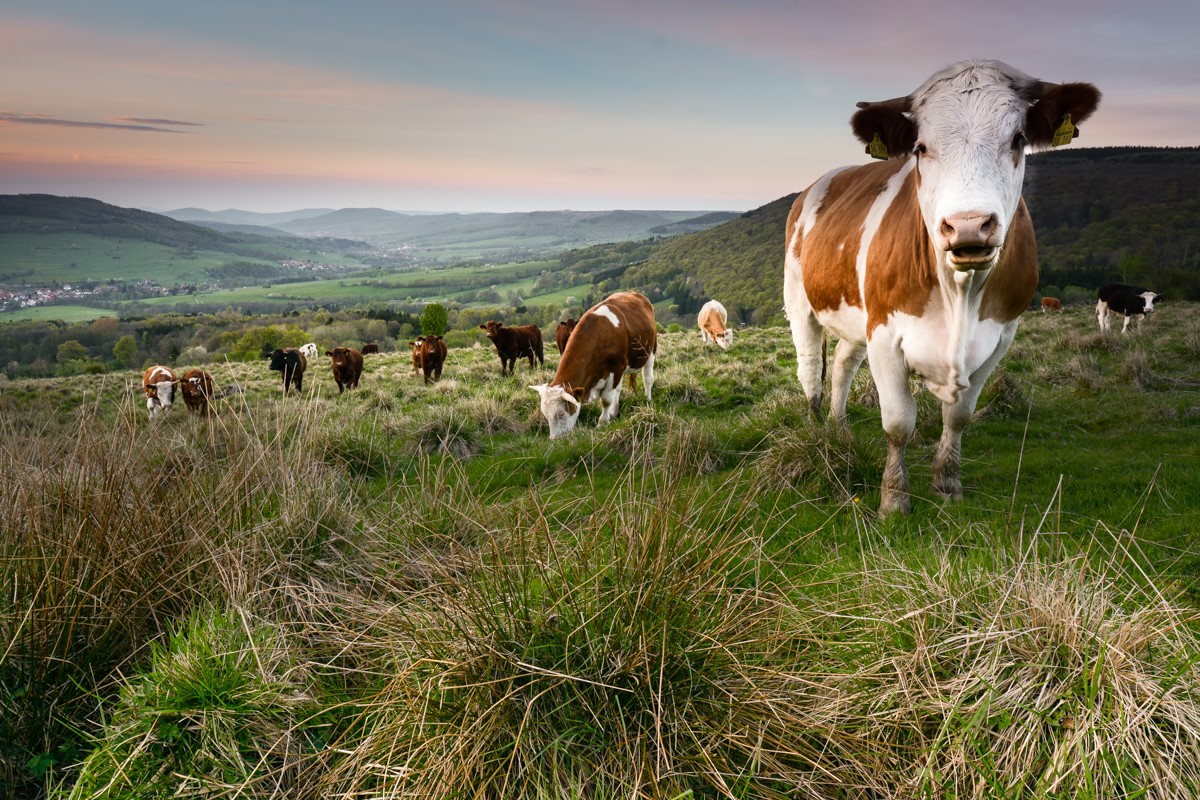 Kühe auf einer Weide, im Hintergrund liegt das Ulstertal